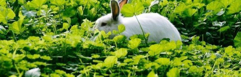 Какую траву нельзя давать кроликам и почему