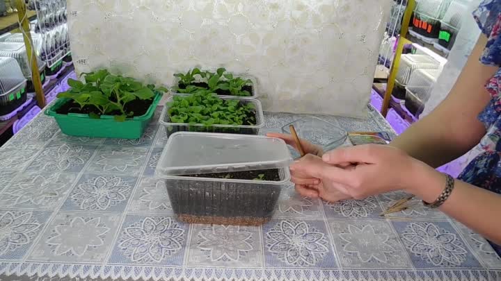 Можно ли выращивать петунию без пикировки
