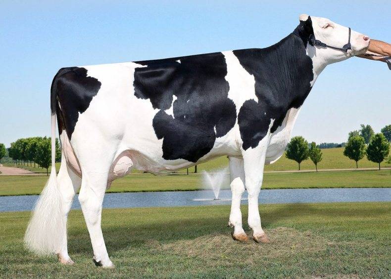 Молочные коровы: характеристика черно-пестрой и красно-пестрой пород