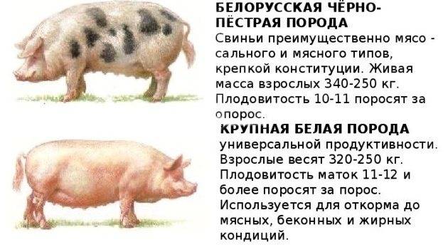 Беконная порода свиней
