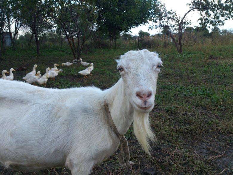 Молочные козы породы ламанча - достоинства и недостатки.