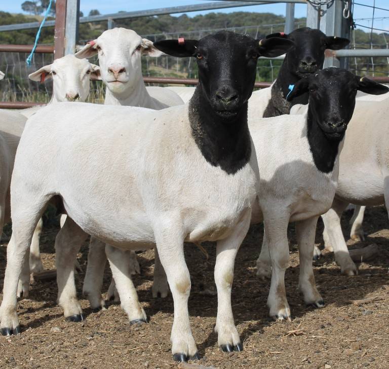 Овцы дорпер: особенности породы и преимущества ее содержания