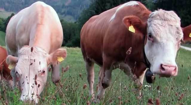 Почему у коровы горчит молоко: причины, почему не киснет, а становится горьким