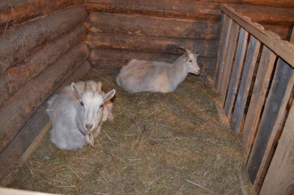 Содержание коз зимой: требования к помещению, кормам, советы по уходу