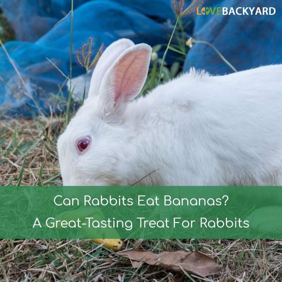 Можно ли кроликам бананы: как правильно давать и в каких количествах