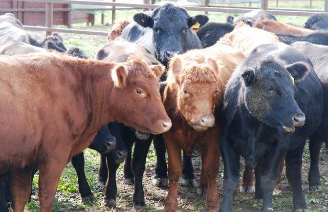 Разведение бычков на мясо, как бизнес: с чего начать, выгодно ли держать мини фермы, план, как поднять дело для начинающих в домашних условиях selo