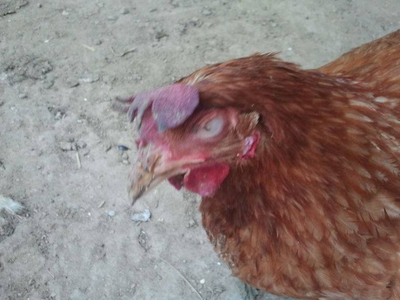 Обморожение лап и гребня у курицы – как заметить и вылечить — agroxxi