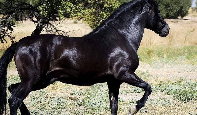 Самые дорогие породы лошадей: виды, описание и характерные особенности скакунов