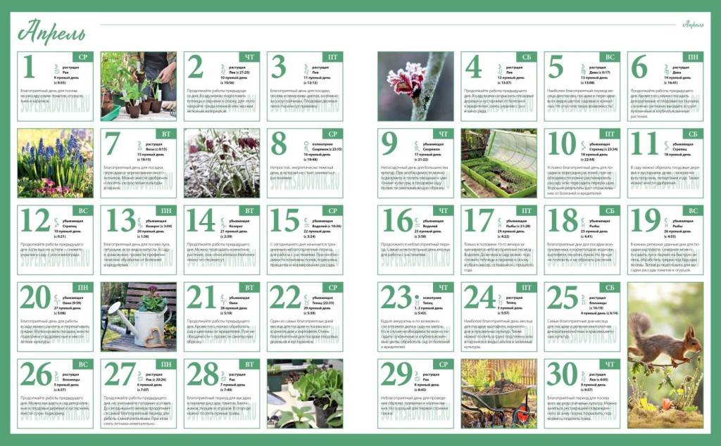 Что не забыть сделать в январе садоводу? список работ. фото — ботаничка.ru