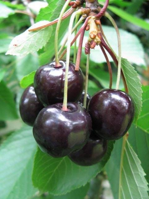 Вишня "шоколадница". описание сорта и фото. выращивание вишни :: syl.ru