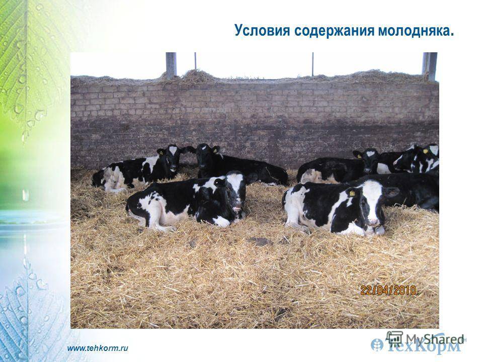 Стойловое содержание коров, крс стойловое содержание (фото)