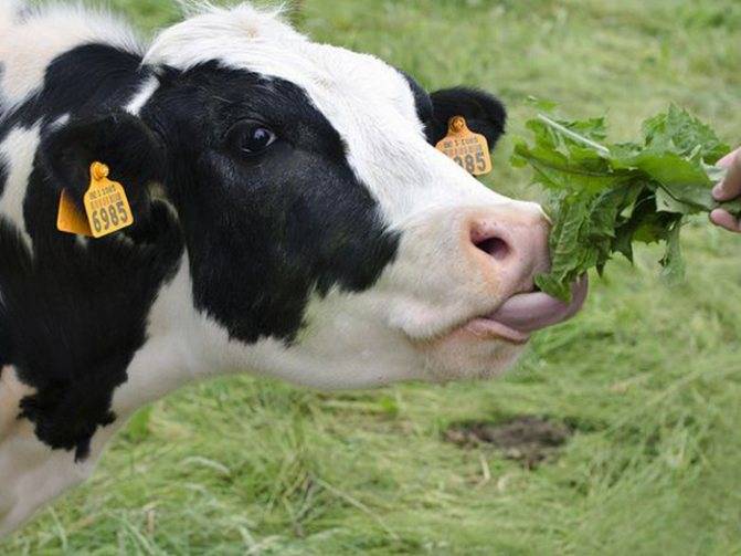 Везикулярный стоматит коров