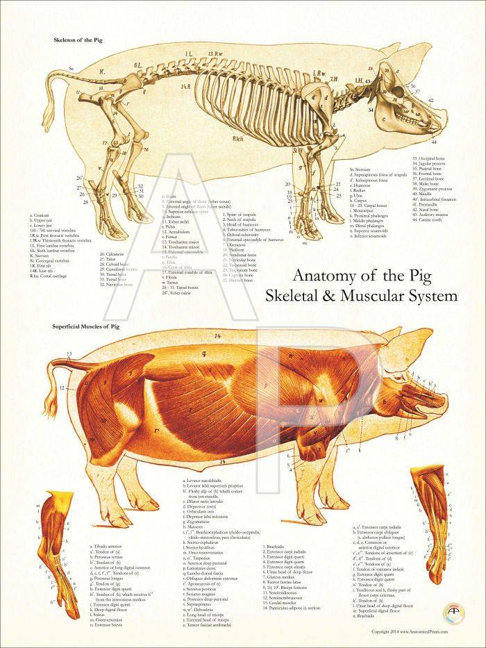 Скелет свиньи, анатомия внутренних органов и строение туловища