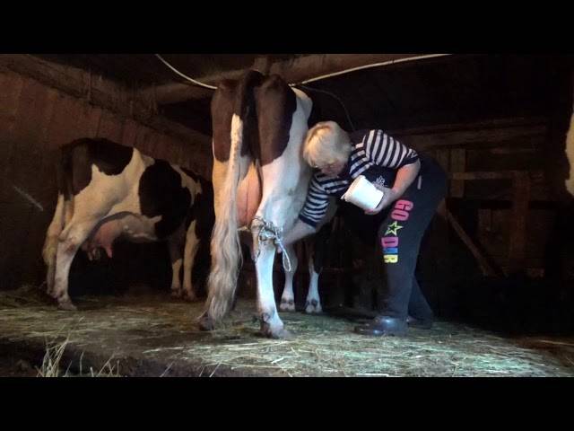 Как правильно доить корову доильным аппаратом?
