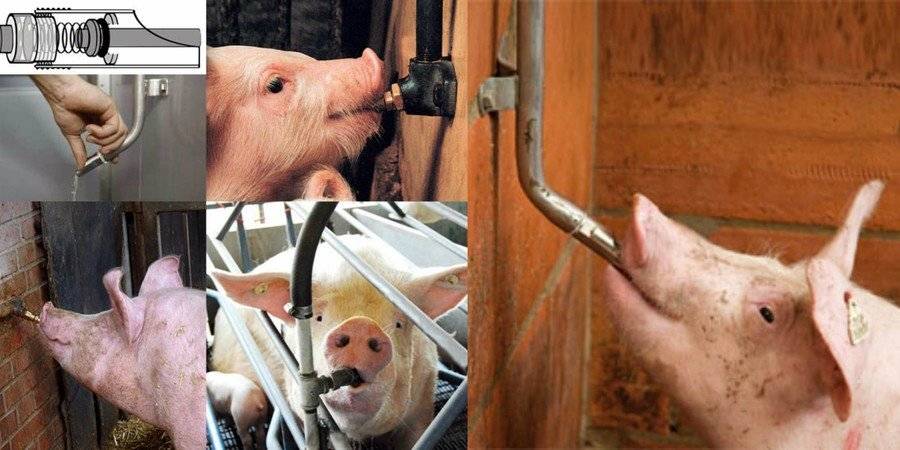 Поилки для свиней и поросят: виды, преимущества и недостатки, изготовление своими руками