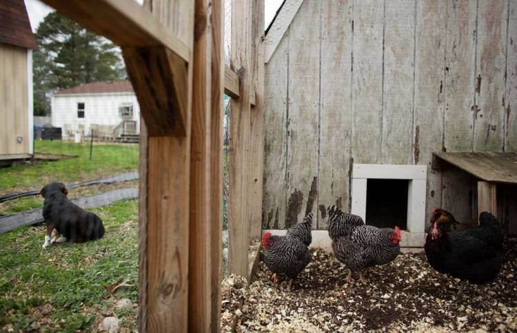 Разведение, выращивание и содержание кур несушек и цыплят в домашних условиях для начинающих