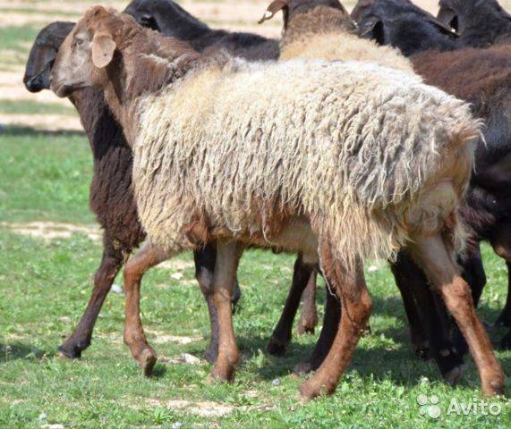 Курдючный баран (овца): фото, что такое курдюк, описание и разведение