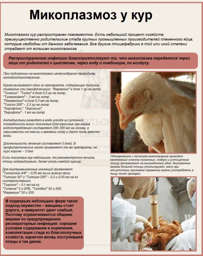 Применение комплекса пробиотических препаратов для профилактики и лечения сальмонеллеза у цыплят-бройлеров - союз органического земледелия
