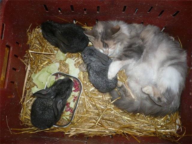 Роды крольчихи: чем кормить кормящую крольчиху после окрола - kotiko.ru