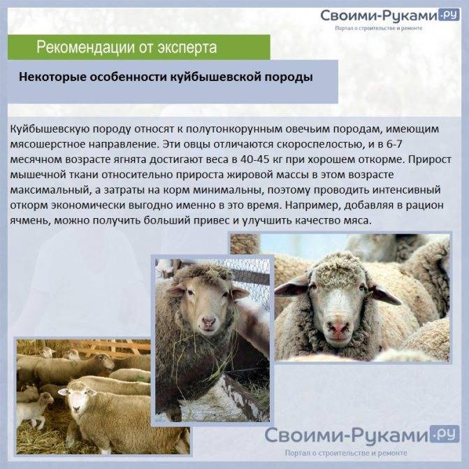 Сравнительная таблица по породам овец —