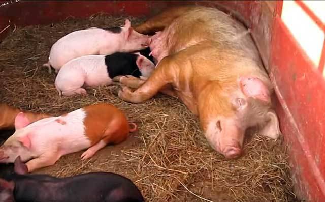 Сколько длится беременность у свиней