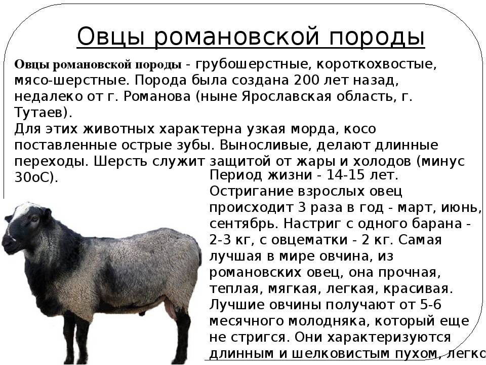 Романовская порода овец: разведение, содержание, характеристика