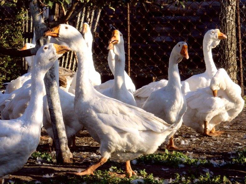 Породы гусей для домашнего разведения: самые крупные породы гусей, индогуси, породистые гуси