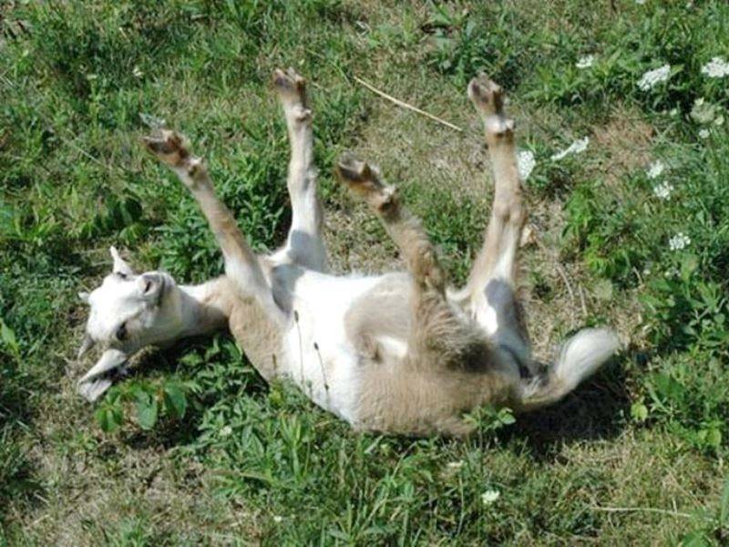 Почему козы падают в обморок при испуге — selok.info