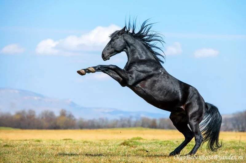 Карачаевская порода лошадей: возникновение, характеристики и особенности