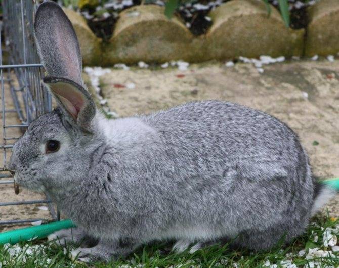 Кролик шиншилла: фото, описание породы