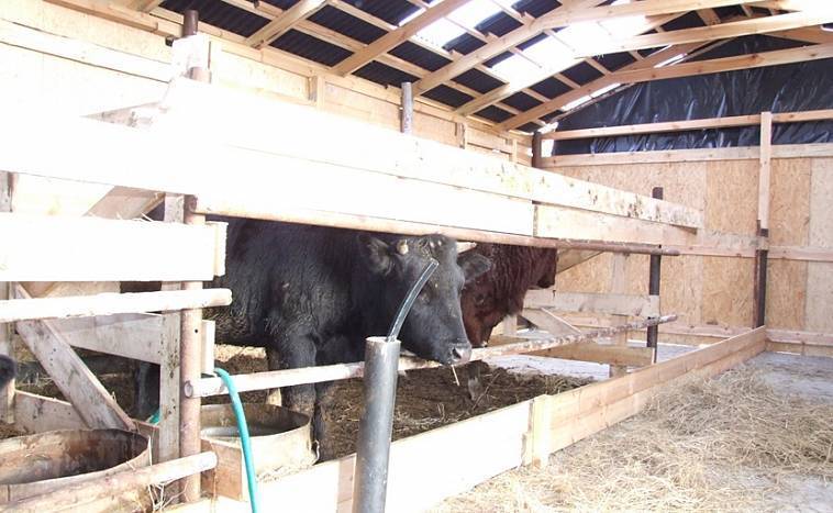 Размеры и схемы сарая для быков и как правильно построить в домашних условиях