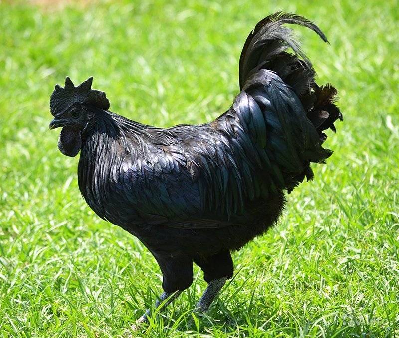Аям цемани: черная порода кур с такими же яйцами