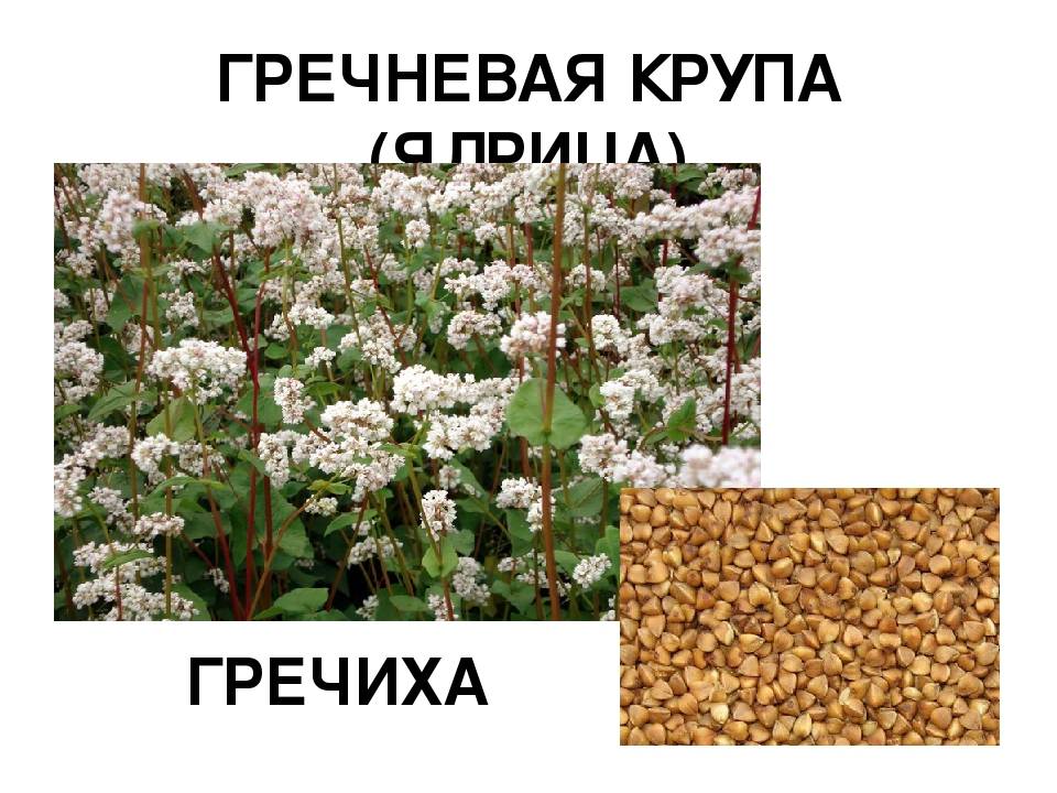 Выращивание, свойства и переработка гречихи — agroxxi