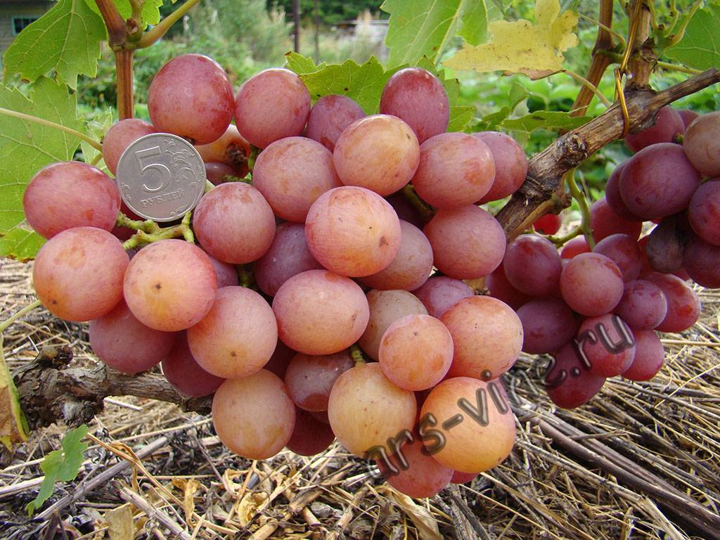 Описание винограда ливия