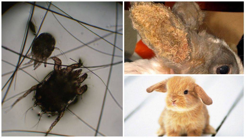 Какие болезни кроликов опасны для человека?
