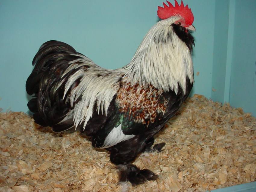 Фавероль (порода кур): описание, разведение в домашних условиях