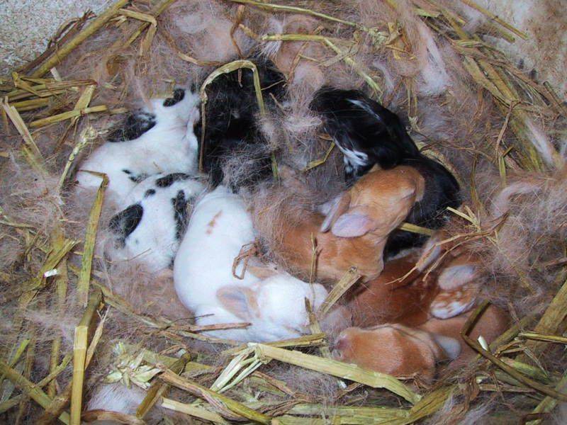 Сколько длится беременность у кроликов и как они рождаются