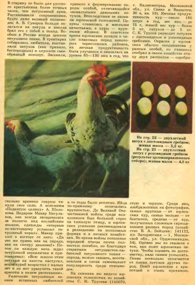 Юрловская голосистая порода кур: описание, фото и видео