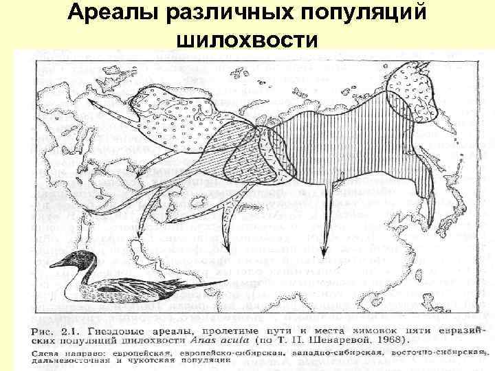 Описание гусей Гуменников, ареал обитания, питание и размножение