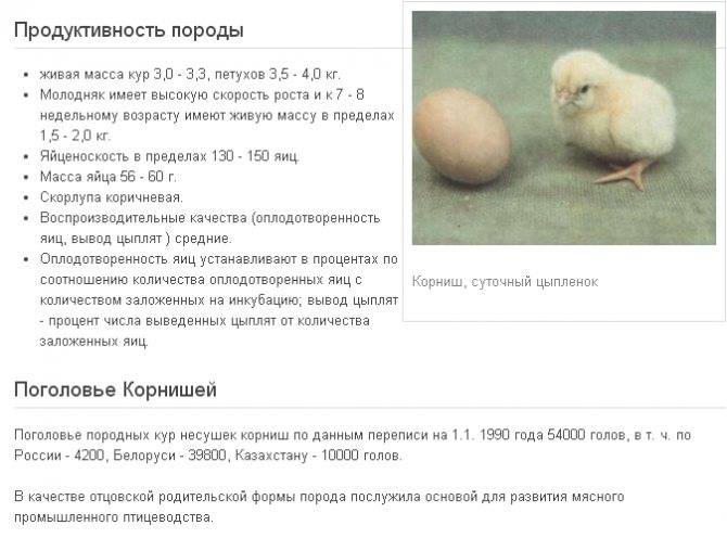 Сколько яиц курица-несушка несет в день, месяц и год