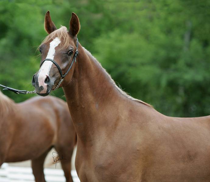 Арабская чистокровная порода лошадей: фото, характеристика