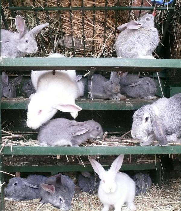 Вольер для кроликов: какие бывают и как сделать самостоятельно