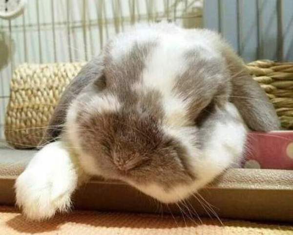 Кролики спят с открытыми глазами. когда декоративные кролики спят