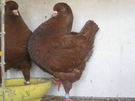 Разведение голубей в домашних условиях для начинающих — особенности и условия