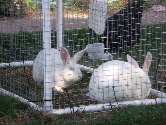 Разведение кроликов как бизнес: выгодно или нет