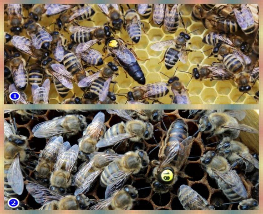 Пчелы карника: особенности, описание породы и их характеристика