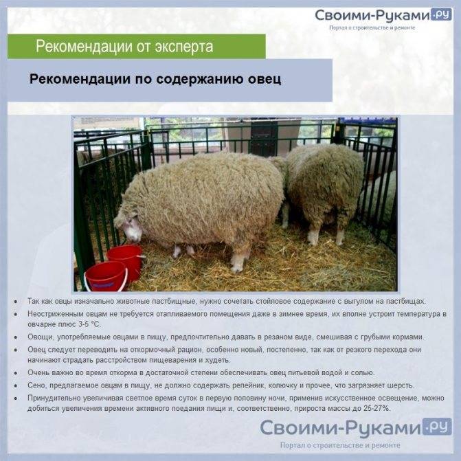 Содержание и кормление овец в зимний период - домашние наши друзья
