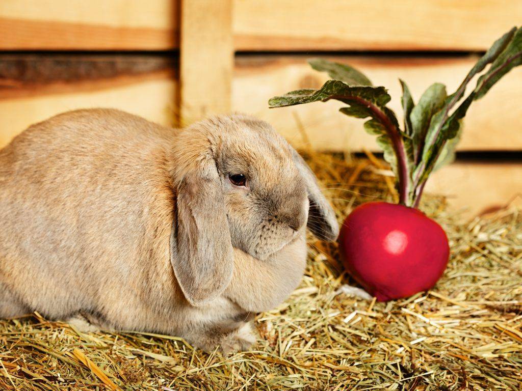 Как правильно вводить картофель в рацион кроликов?