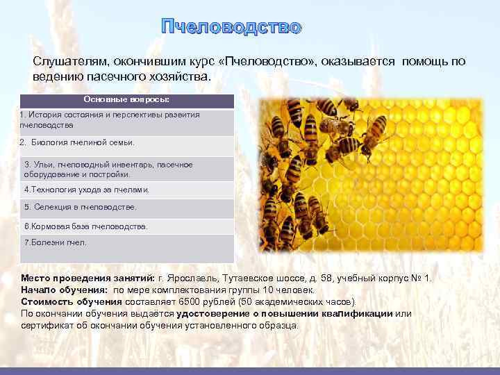 Пчелиный бизнес: как преуспеть, подсчет затрат и рентабельности