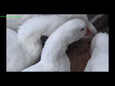 Определение пола гусей: как отличить гусака от гусыни